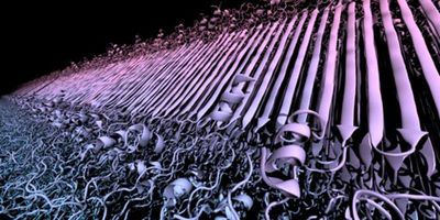 Visualization of protein clumps associated with Huntington's disease, produced by combining simulations and several complementary types of experiments.