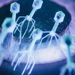 Illustration of individual bacteriophage particles entering and infecting a cell.