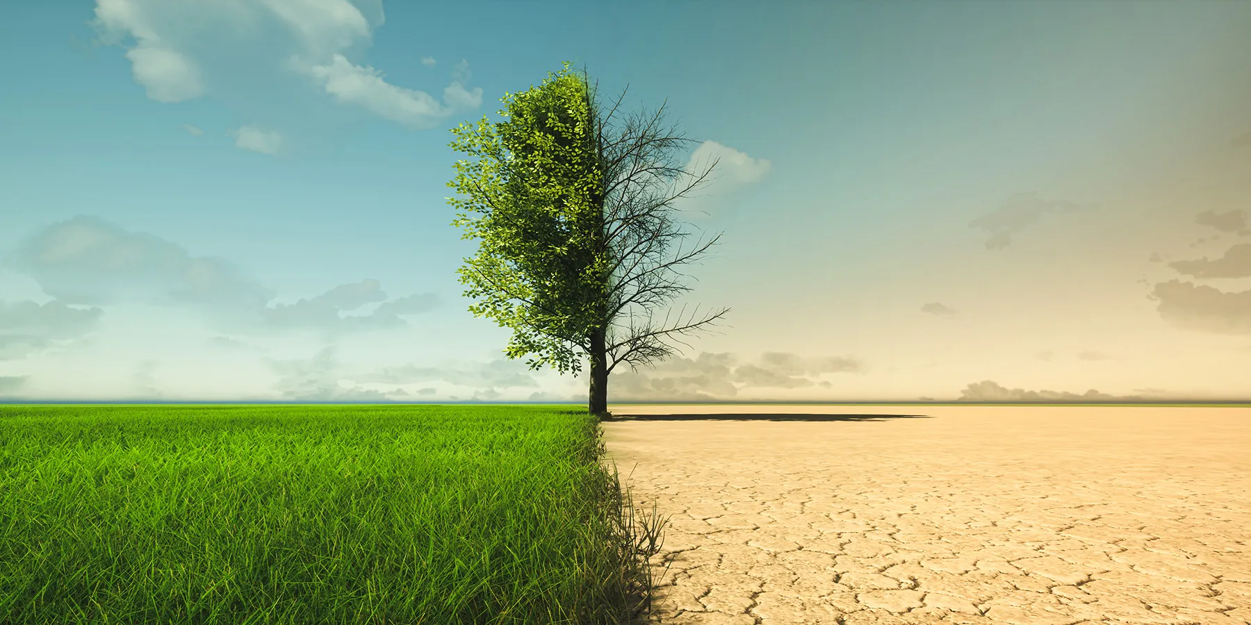Photo of a landscape with a tree in the middle where the left side has green grass and leaves on the tree and the right side is of a desert with no leaves on the tree.