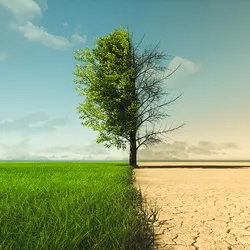 Photo of a landscape with a tree in the middle where the left side has green grass and leaves on the tree and the right side is of a desert with no leaves on the tree.