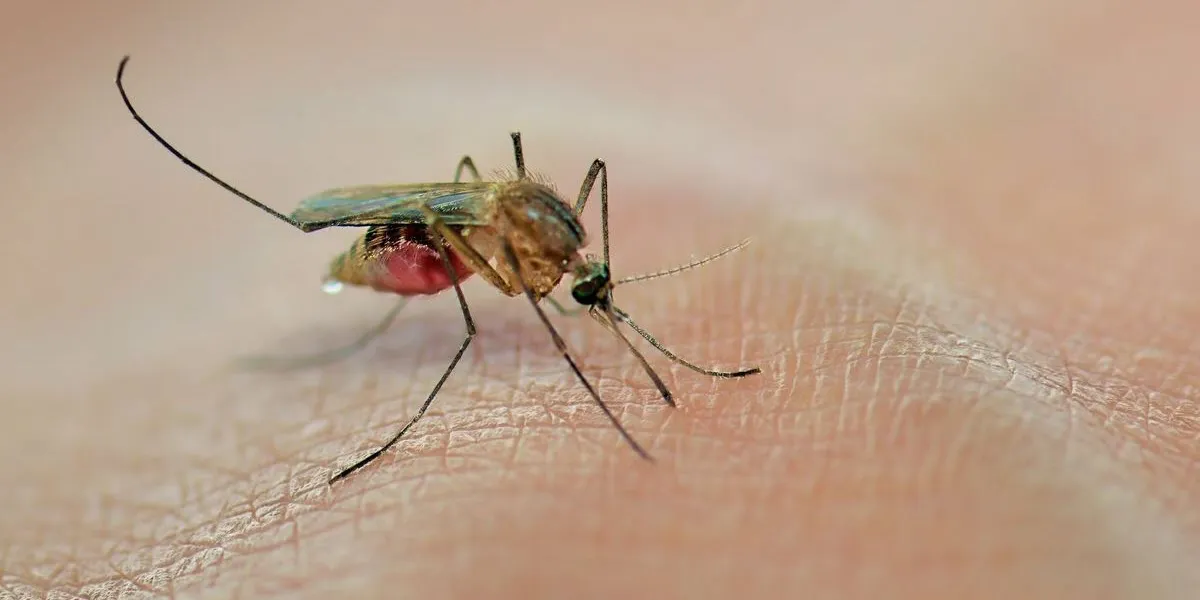 Photo of a mosquito biting the skin of a human hand.
