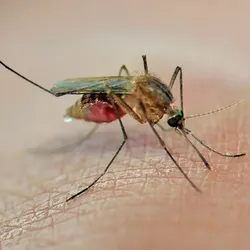 Photo of a mosquito biting the skin of a human hand.