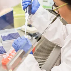 Photo of a clinical research scientist wearing PPE in a laboratory and pipetting urine samples for testing in clinical trials inside of a fume hood.