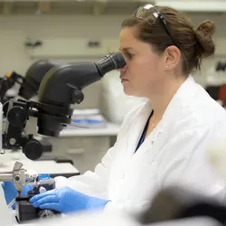 A clinical laboratory staff member wearing PPE sits at a microscope and evaluates a sample in a laboratory at Mayo Clinic. 