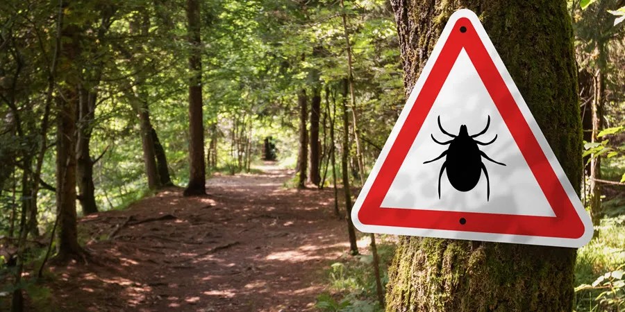 Photo of a warning sign with the image of a tick on it nailed to a tree on a forest trail.