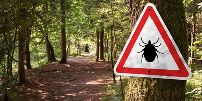 Photo of a warning sign with the image of a tick on it nailed to a tree on a forest trail.
