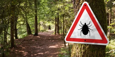 Photo of a warning sign with the image of a tick on it nailed to a tree on a forest trail.