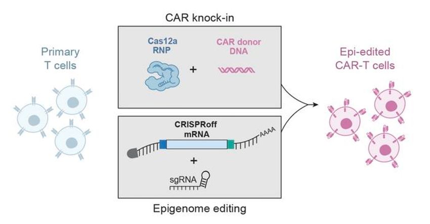 This figure shows primary T cells modified using two approaches. CAR receptors are introduced through targeted DNA insertion (top), while CRISPRoff mRNA and guide RNAs silence additional genes through epigenetic modifications (bottom). This creates CAR-T cells with enhanced capabilities without the toxicity of cutting DNA at multiple sites.