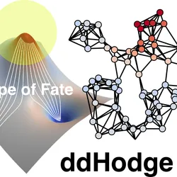 The left panel depicts a potential-like landscape, where white streamlines represent the inferred trajectory of cell states across time. Although single-cell RNA sequencing captures only static snapshots of cells, ddHodge reconstructs the patch-worked dynamical structure by connecting many local “nows” into a coherent global picture. The right panel shows a graph-based representation of high-dimensional cell states, on which local geometry is preserved to quantify key dynamical properties such as stability, divergence, and rotational components.