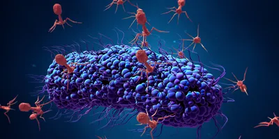 University of Exeter scientists studied chemical communication by phages (viruses that infect bacteria).