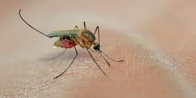 There is no vaccine or specific antiviral treatment for West Nile virus.