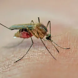There is no vaccine or specific antiviral treatment for West Nile virus.