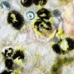 Close-up of mold spores highlighting mycotoxin risks.